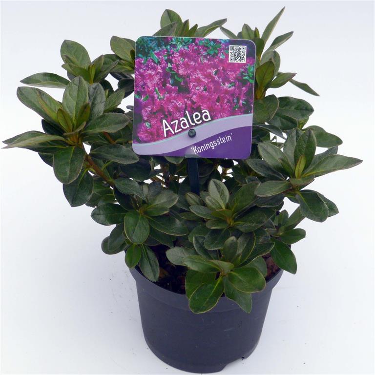 Rododendron (AJ) &