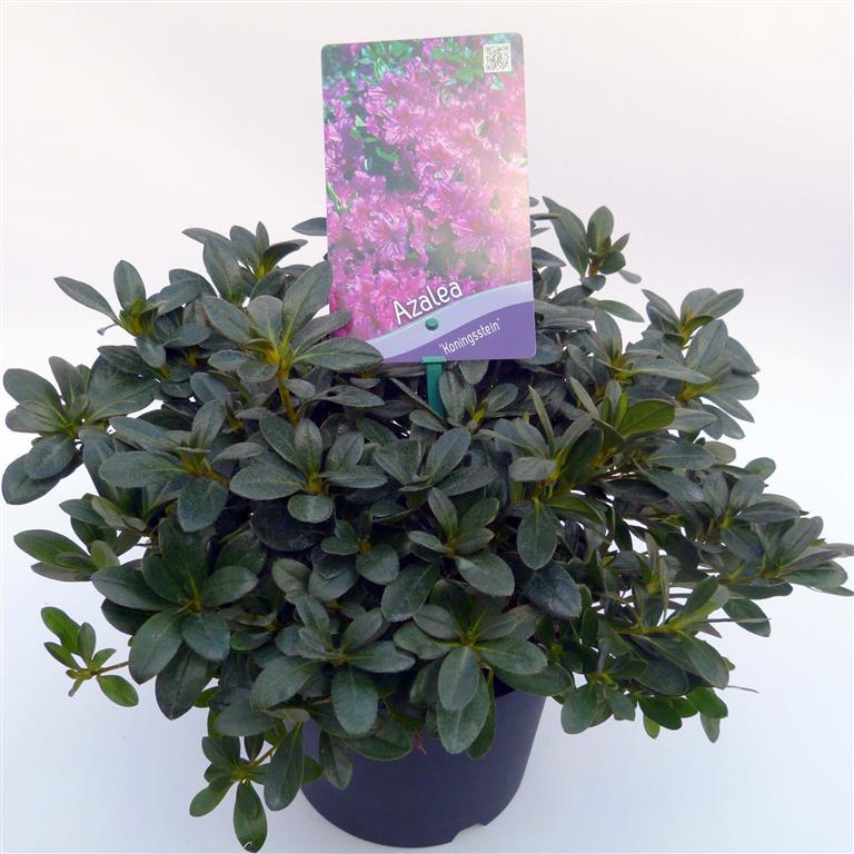 Rododendron (AJ) &