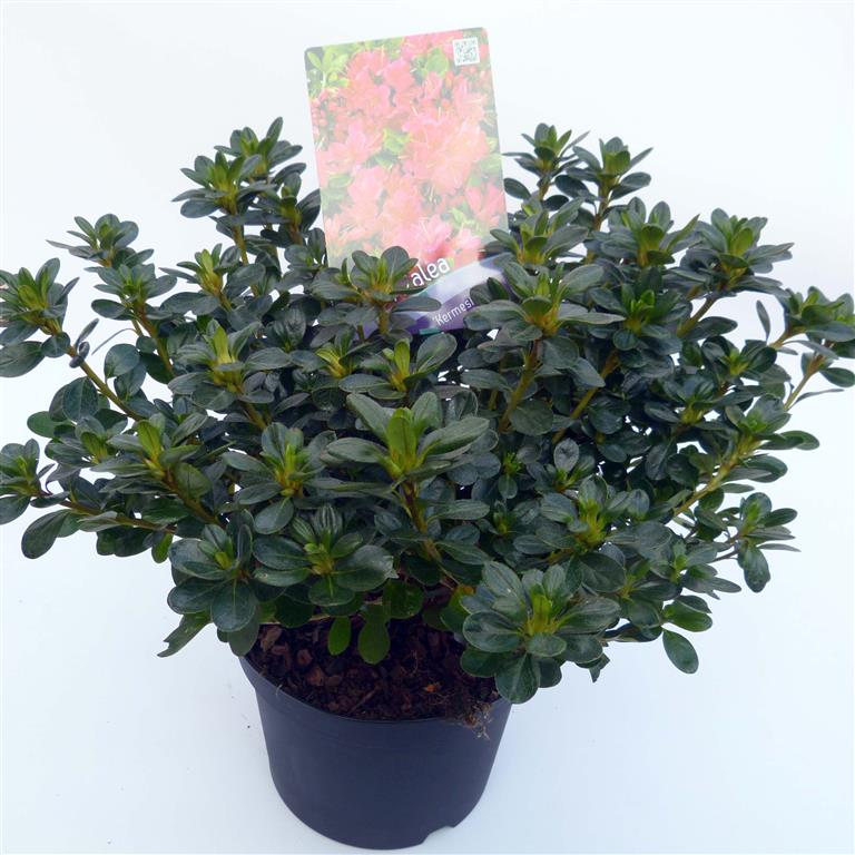 Rhododendron (AJ) &