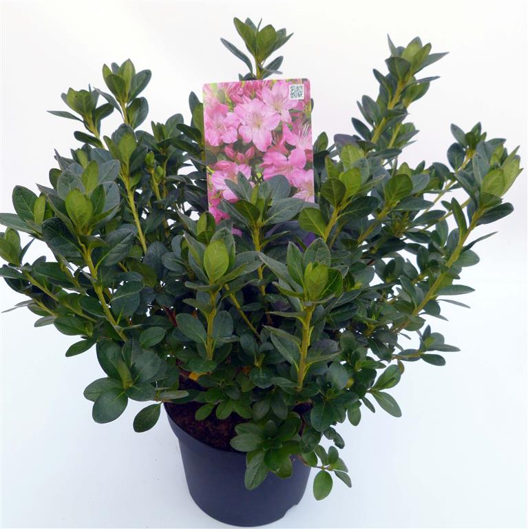 Rododendron (AJ) &