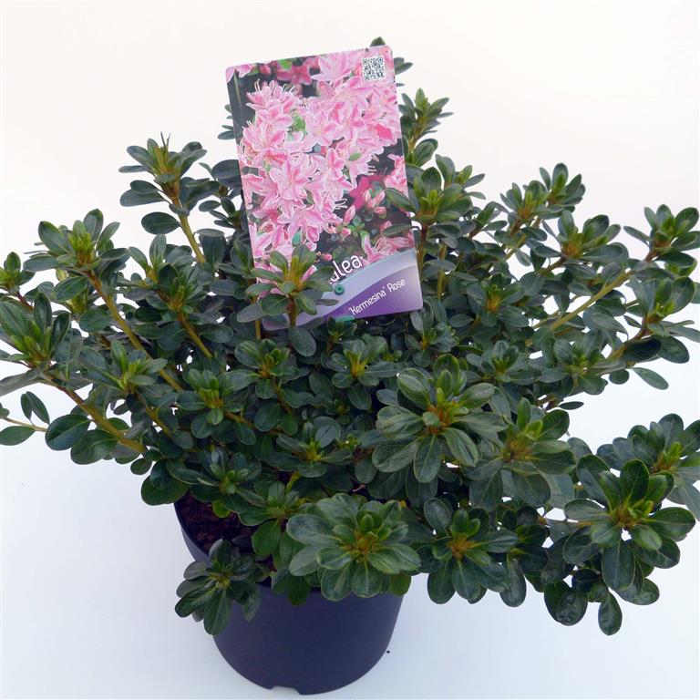 Rhododendron (AJ) &