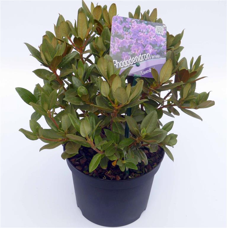 Rododendron &