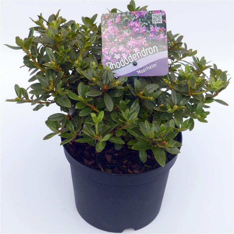 Rhododendron &
