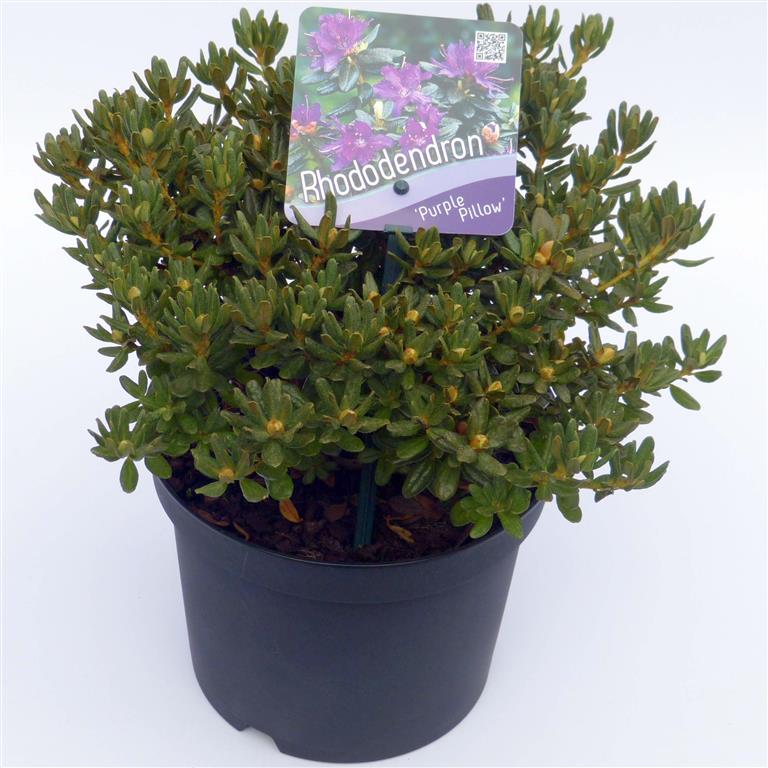 Rhododendron &