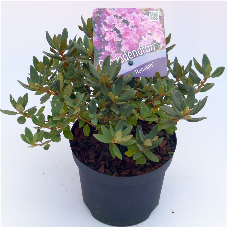 Rododendron &