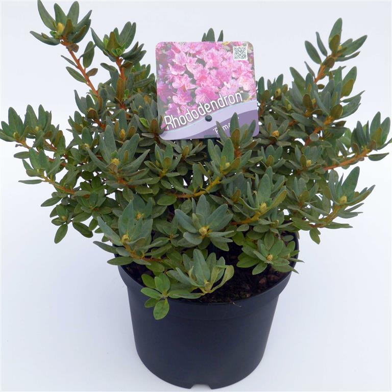 Rhododendron &