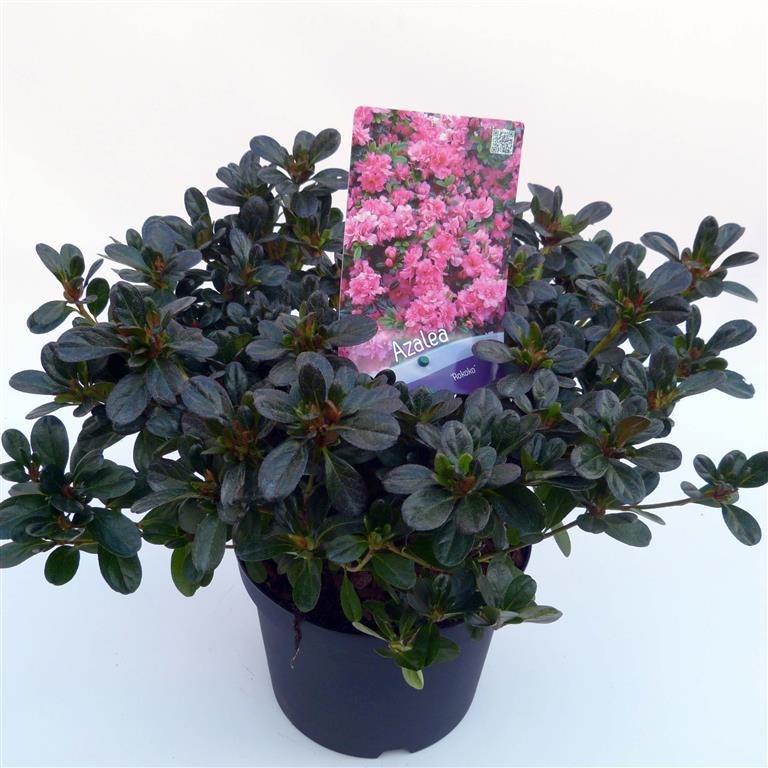 Rhododendron (AJ) &
