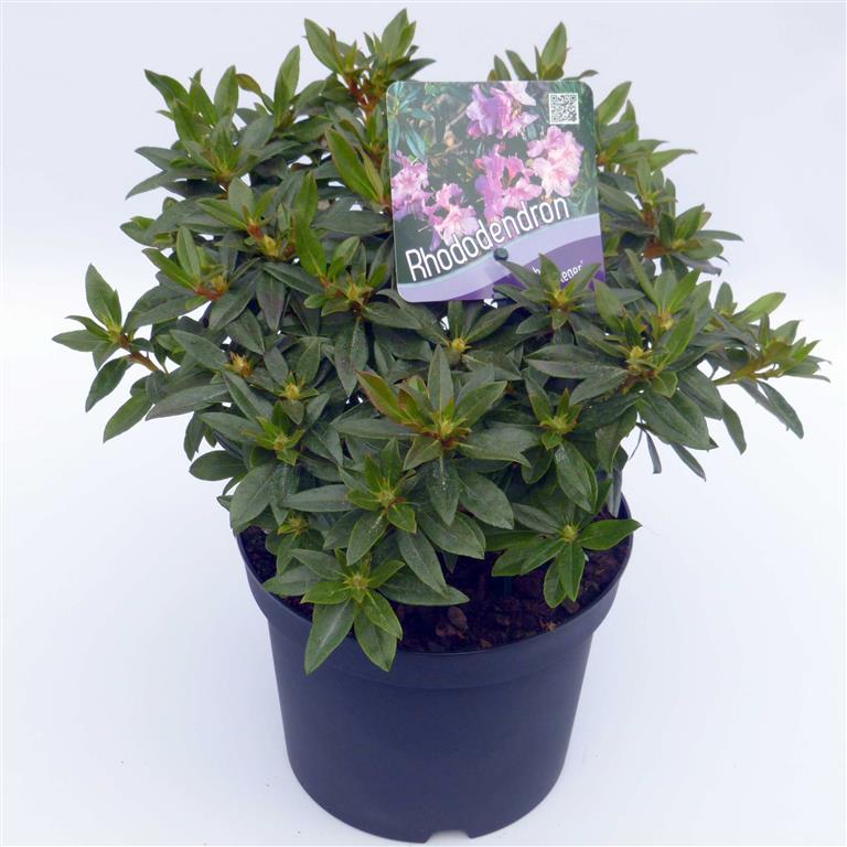 Rododendron &