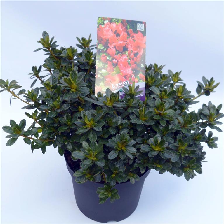 Rododendron (AJ) &