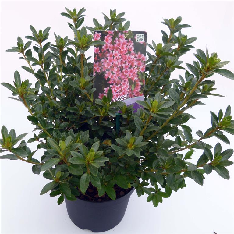 Rododendron (AJ) &