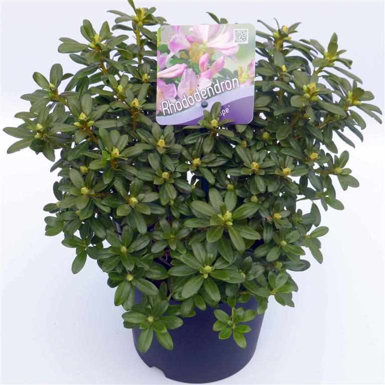 Rhododendron &
