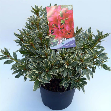 Rhododendron (AJ) 'Silver Sword'