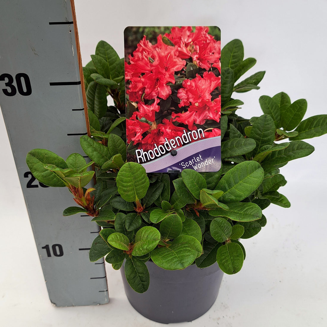 Rododendron (F) &