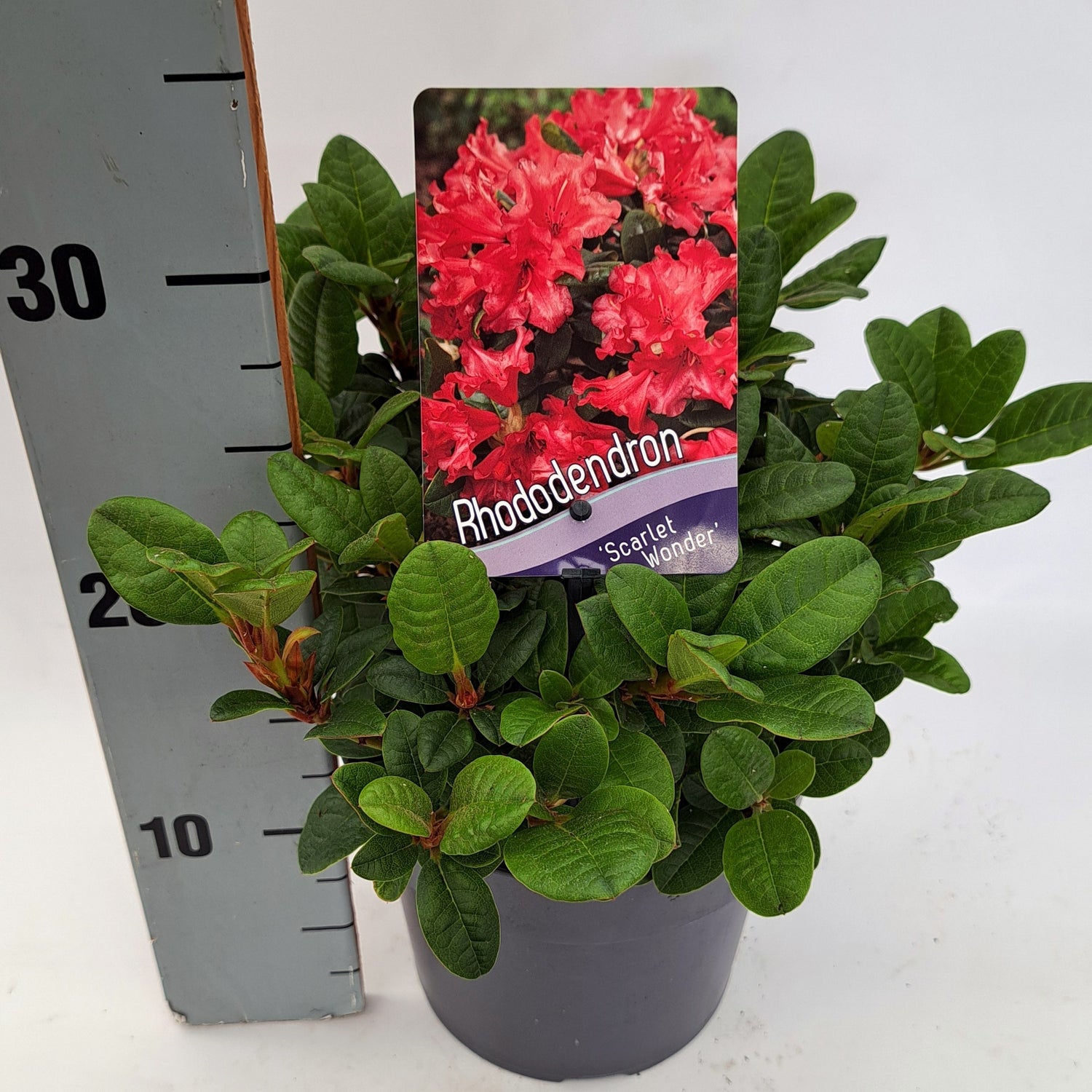 Rododendron (F) &