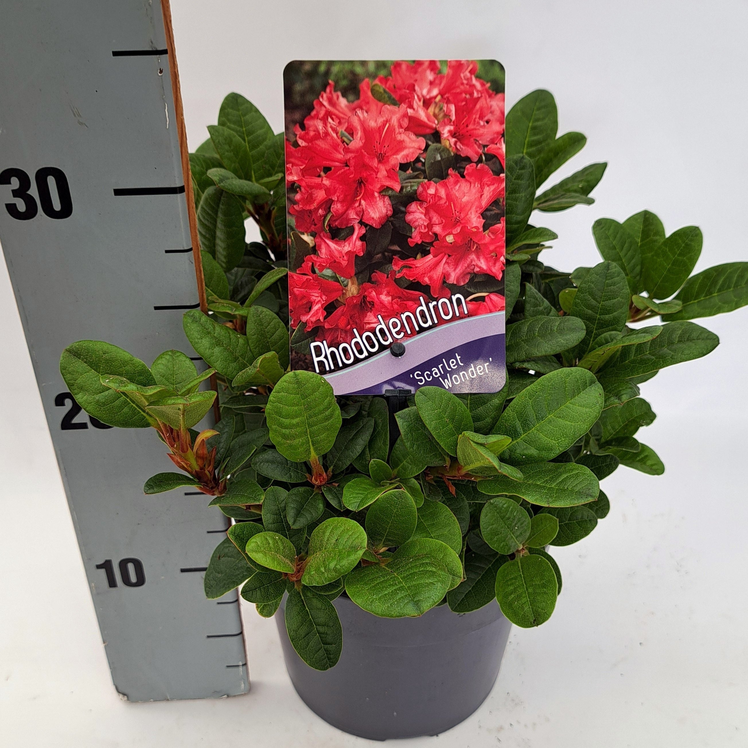 Rododendron (F) &
