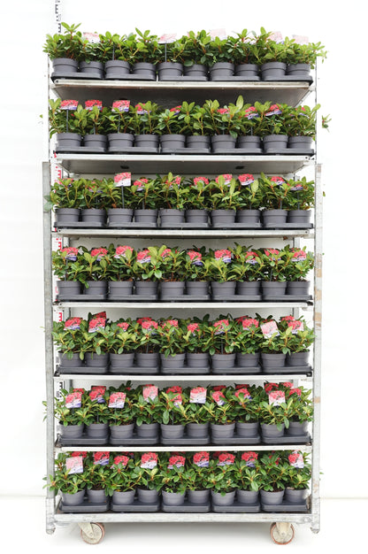 Rhododendron (F) &