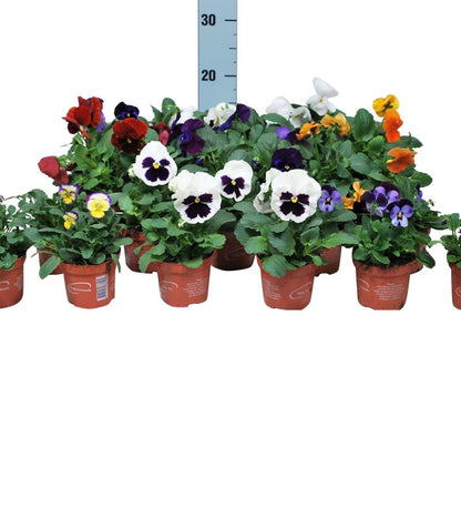 Viola cornuta i olika sorter - 9 cm kruka