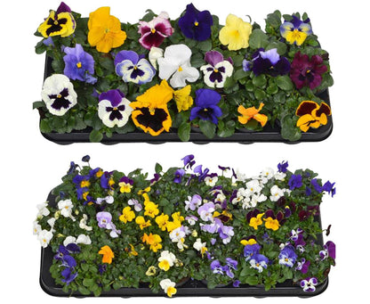 Viola F1 i olika färger - 9 cm kruka