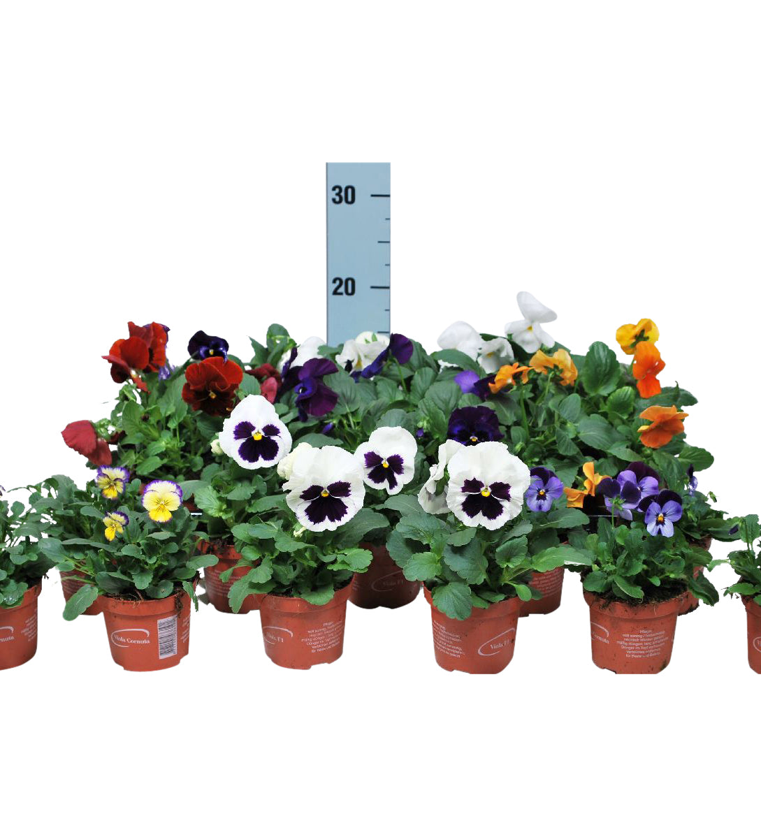 Viola F1 i olika sorter 9 cm kruka