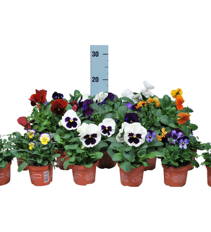 Viola F1 i olika sorter 9 cm kruka
