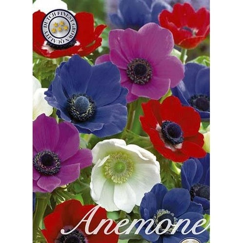 Anemon De Caen Mix 50-pack