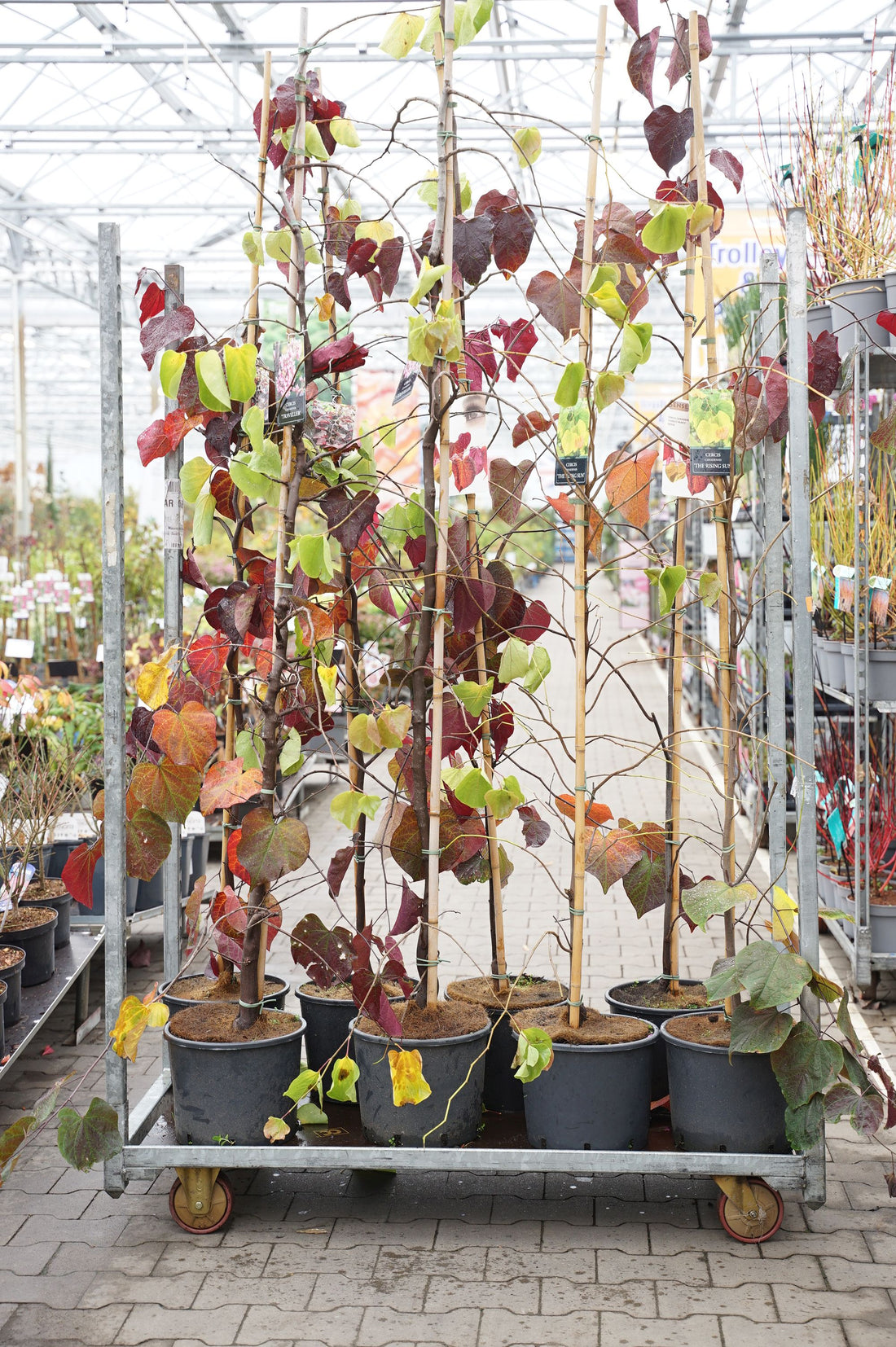 Judasträd in cultivars - C10 175-200 CM