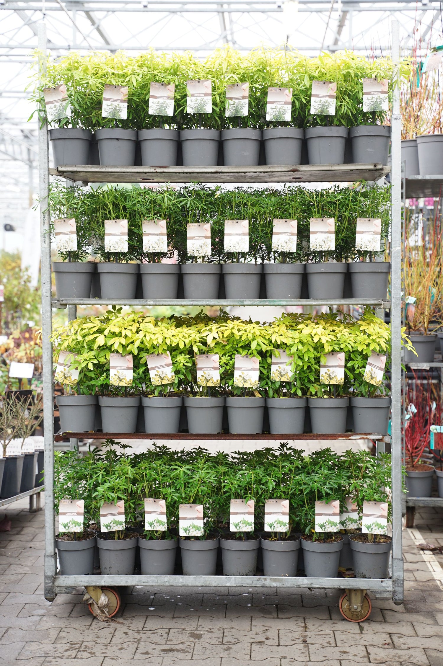 Doftapelsin in cultivars - C2/P17