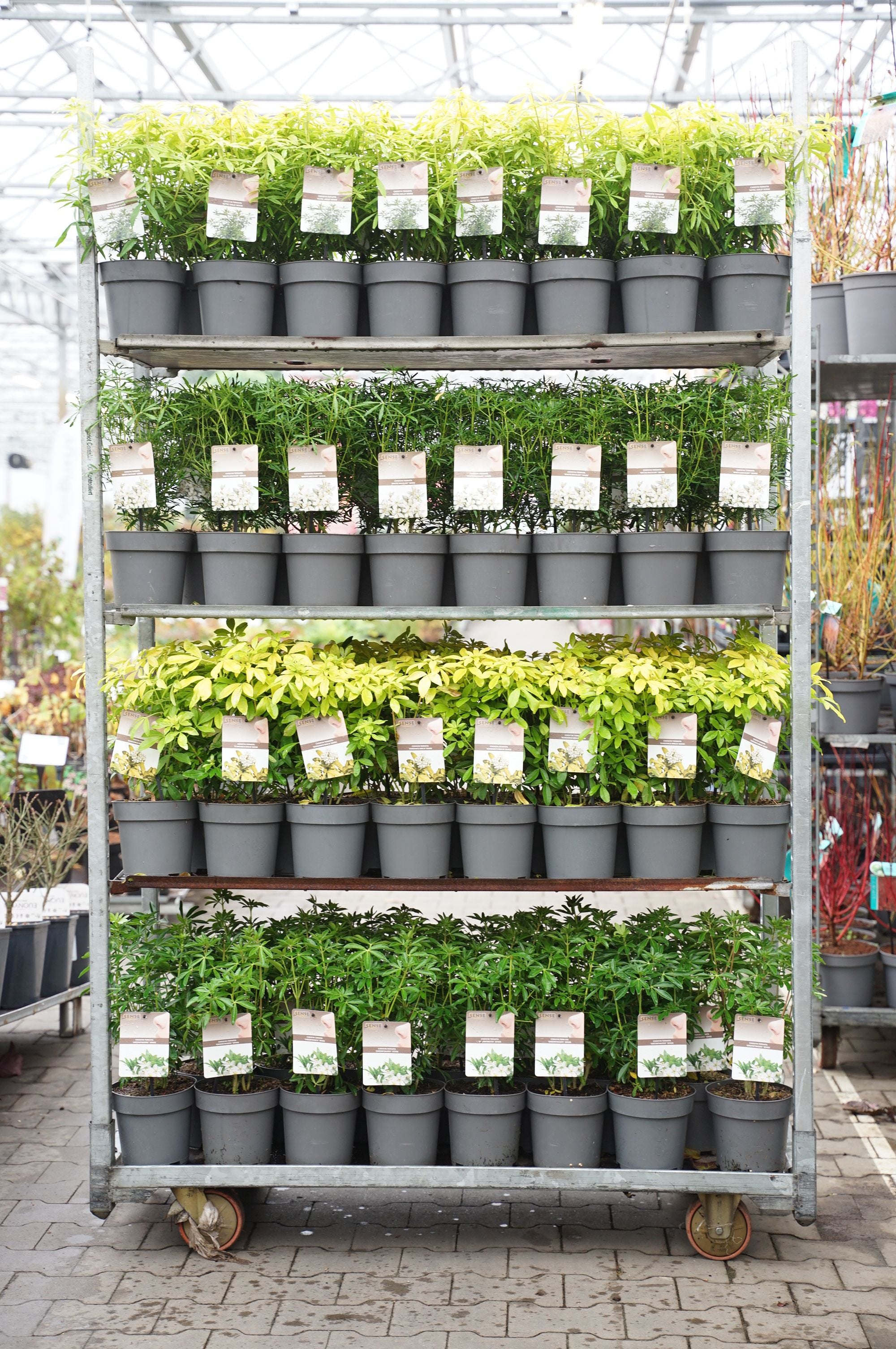 Doftapelsin in cultivars - C2/P17