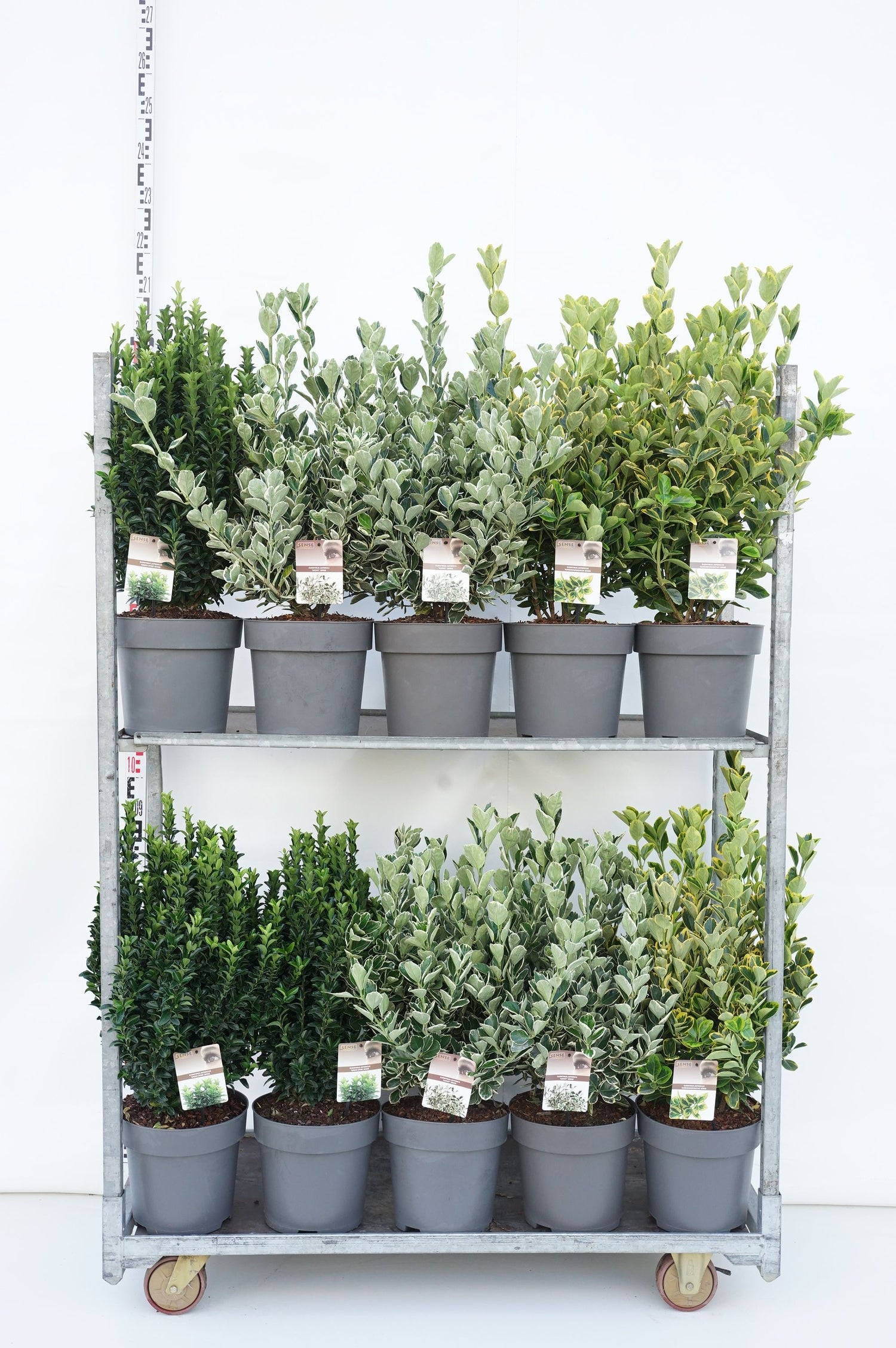 Benved jap. in cultivars - C10