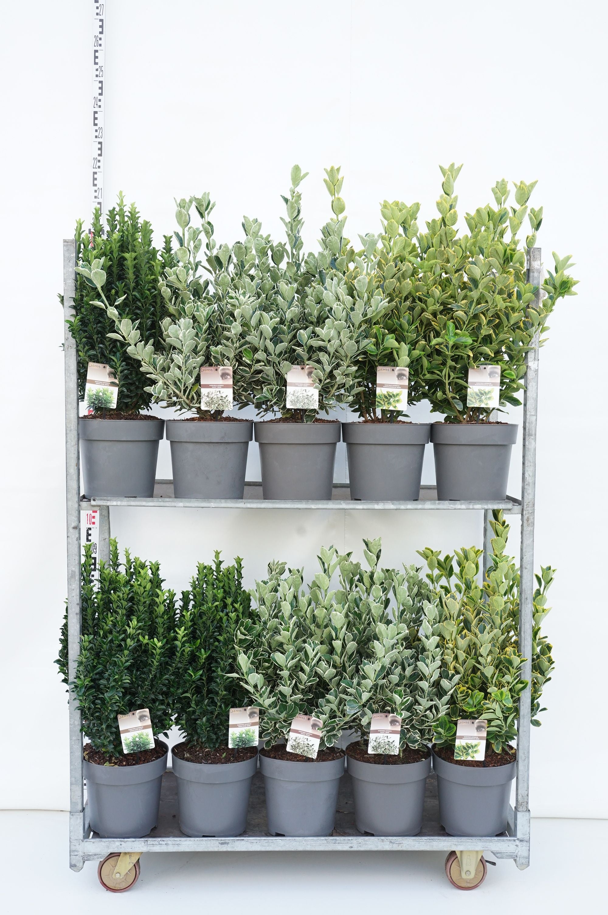 Benved jap. in cultivars - C10