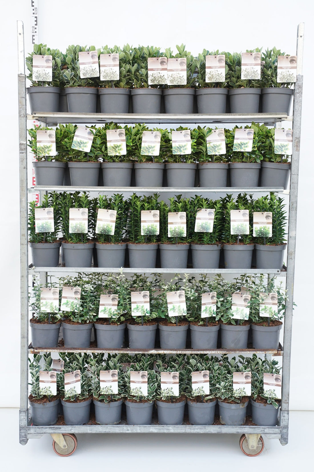 Benved in cultivars - C2/P17