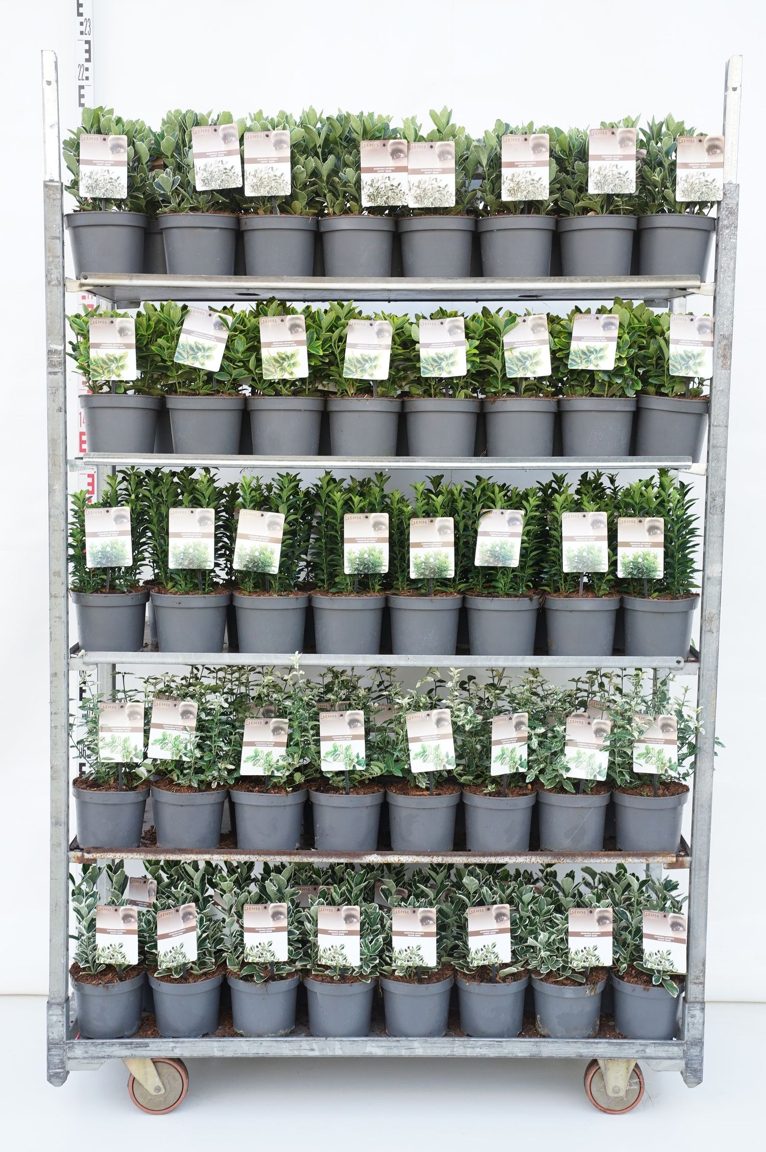 Benved in cultivars - C2/P17