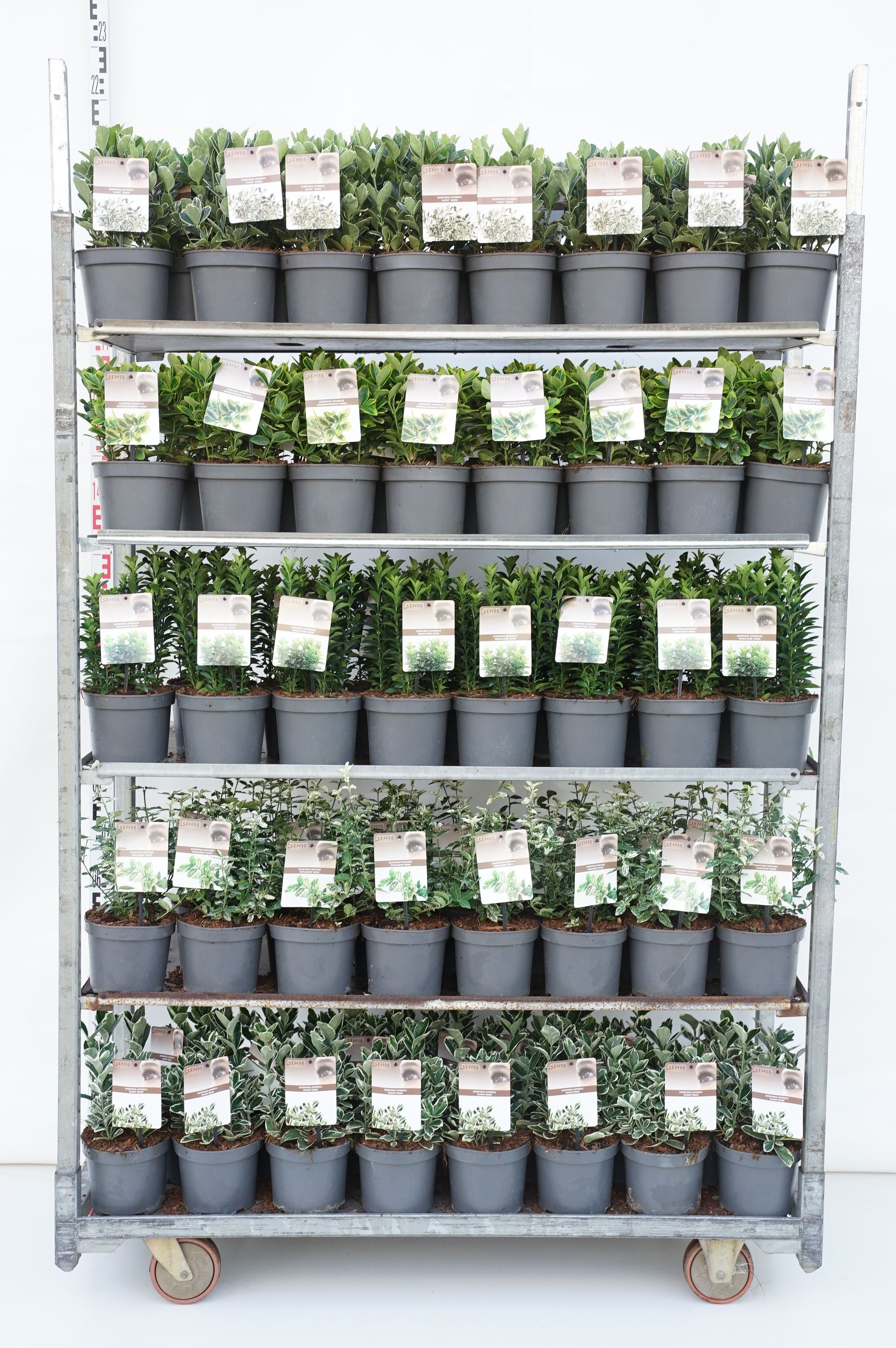 Benved in cultivars - C2/P17