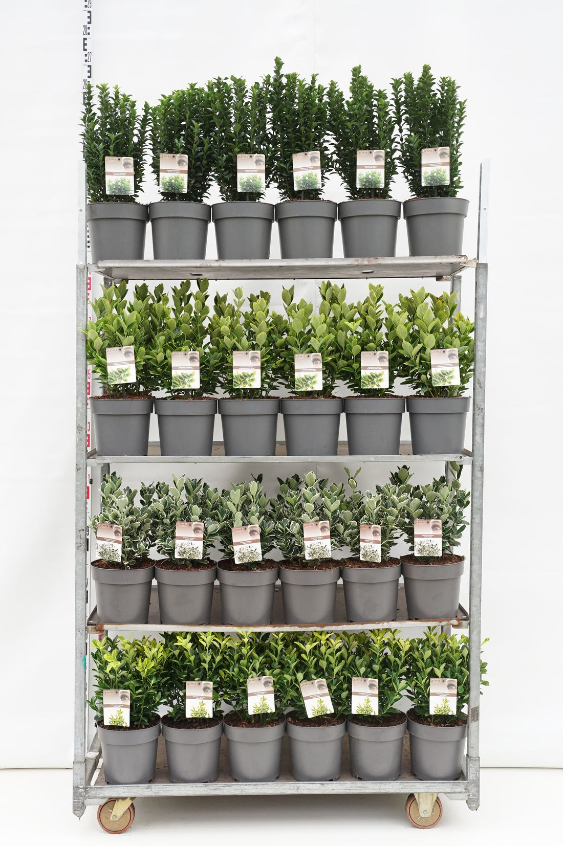 Benved in cultivars - C5/P23