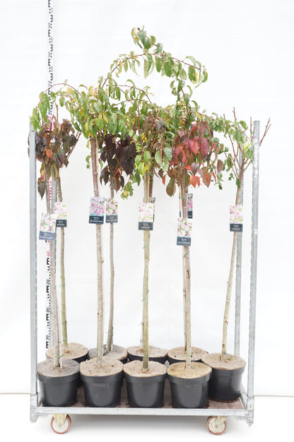 Prunus i sorter, mixade stamträd