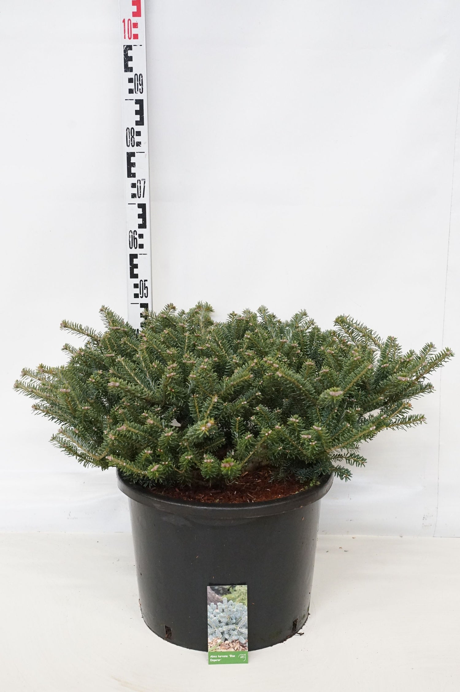 Silvergran koreana &