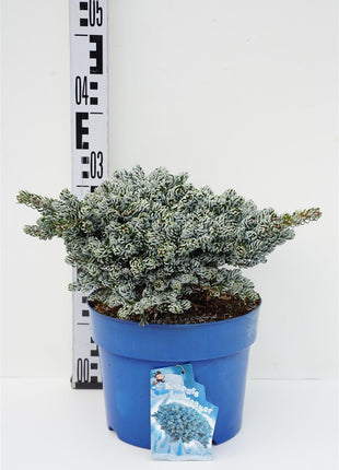 Abies koreana 'Kohout's Icebreaker'