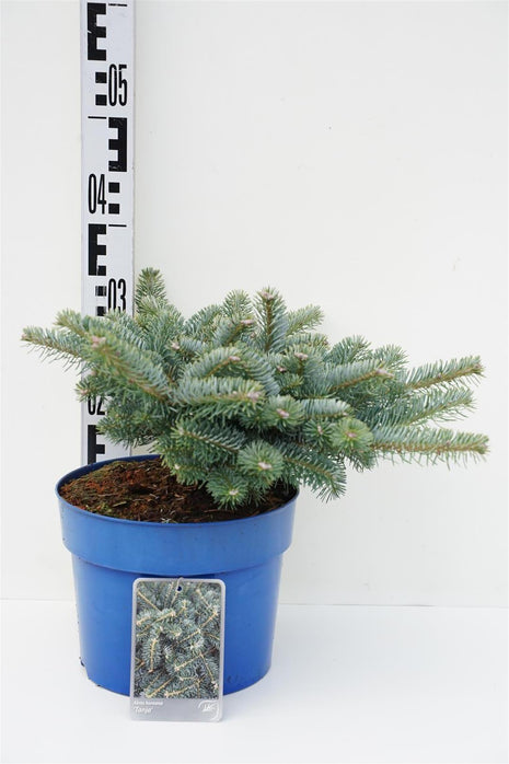 Abies koreana 'Tanja'