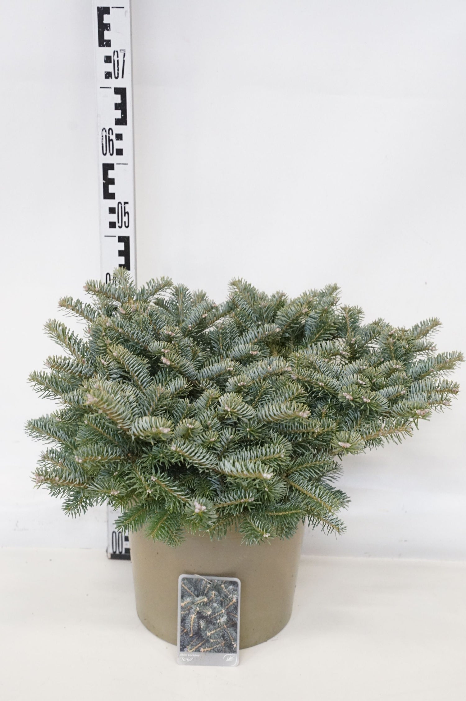 Silvergran koreana &
