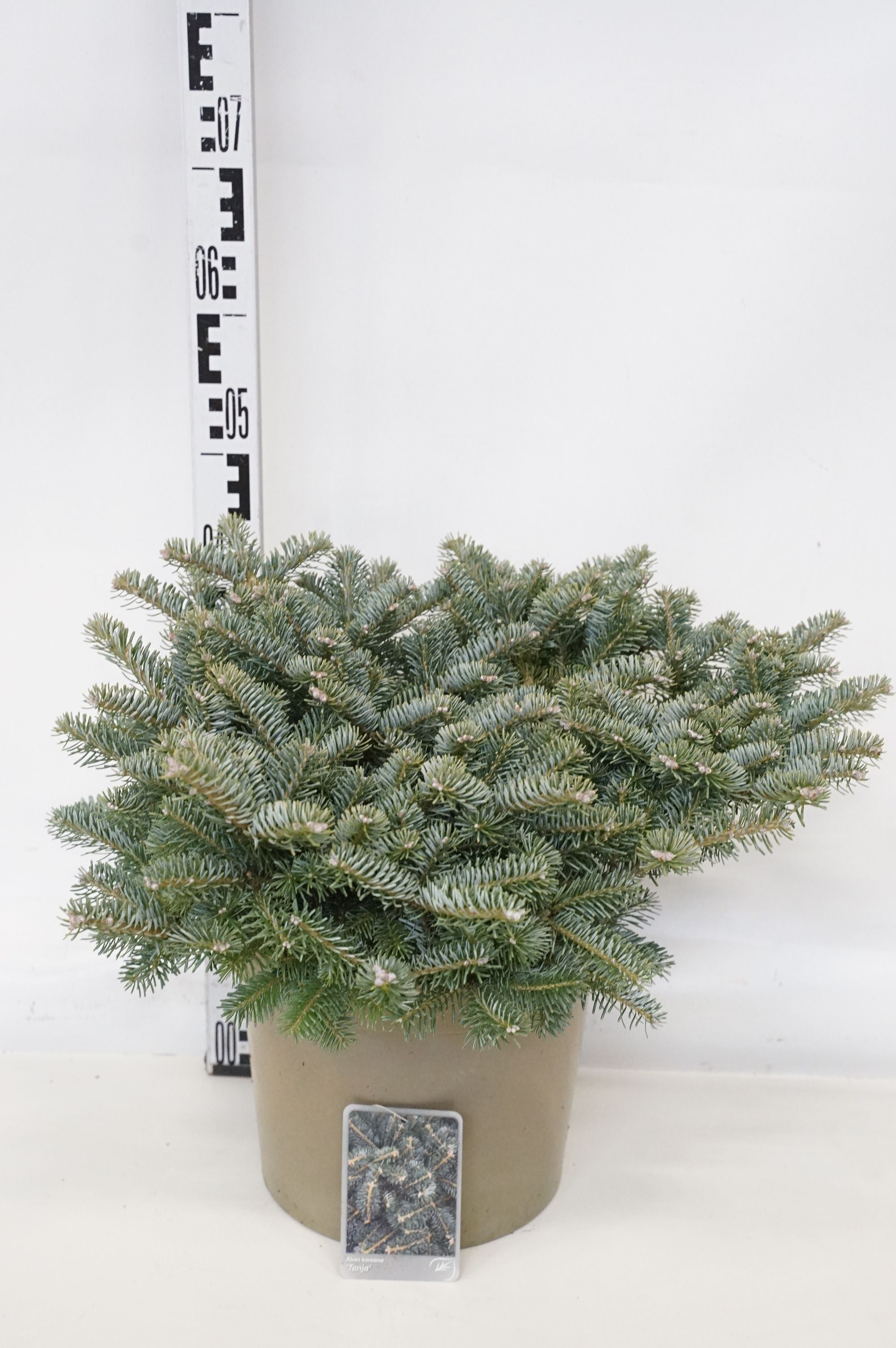 Silvergran koreana &