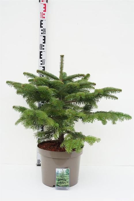 Abies nordmanniana