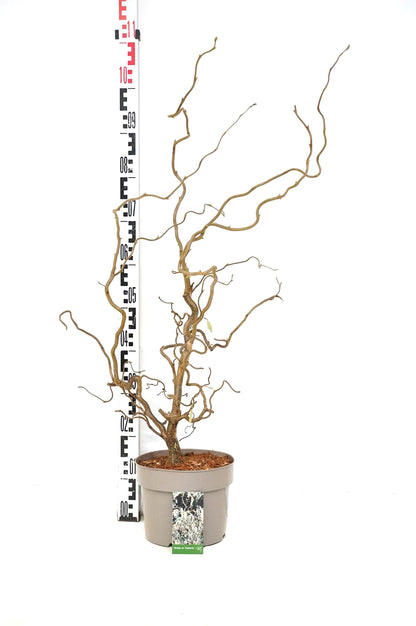 Corylus a. &