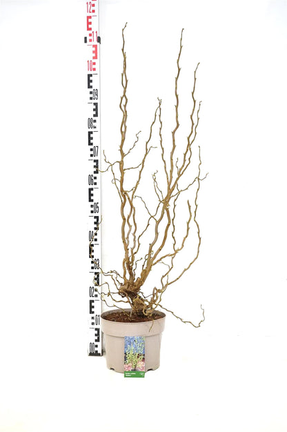 Corylus avellana &