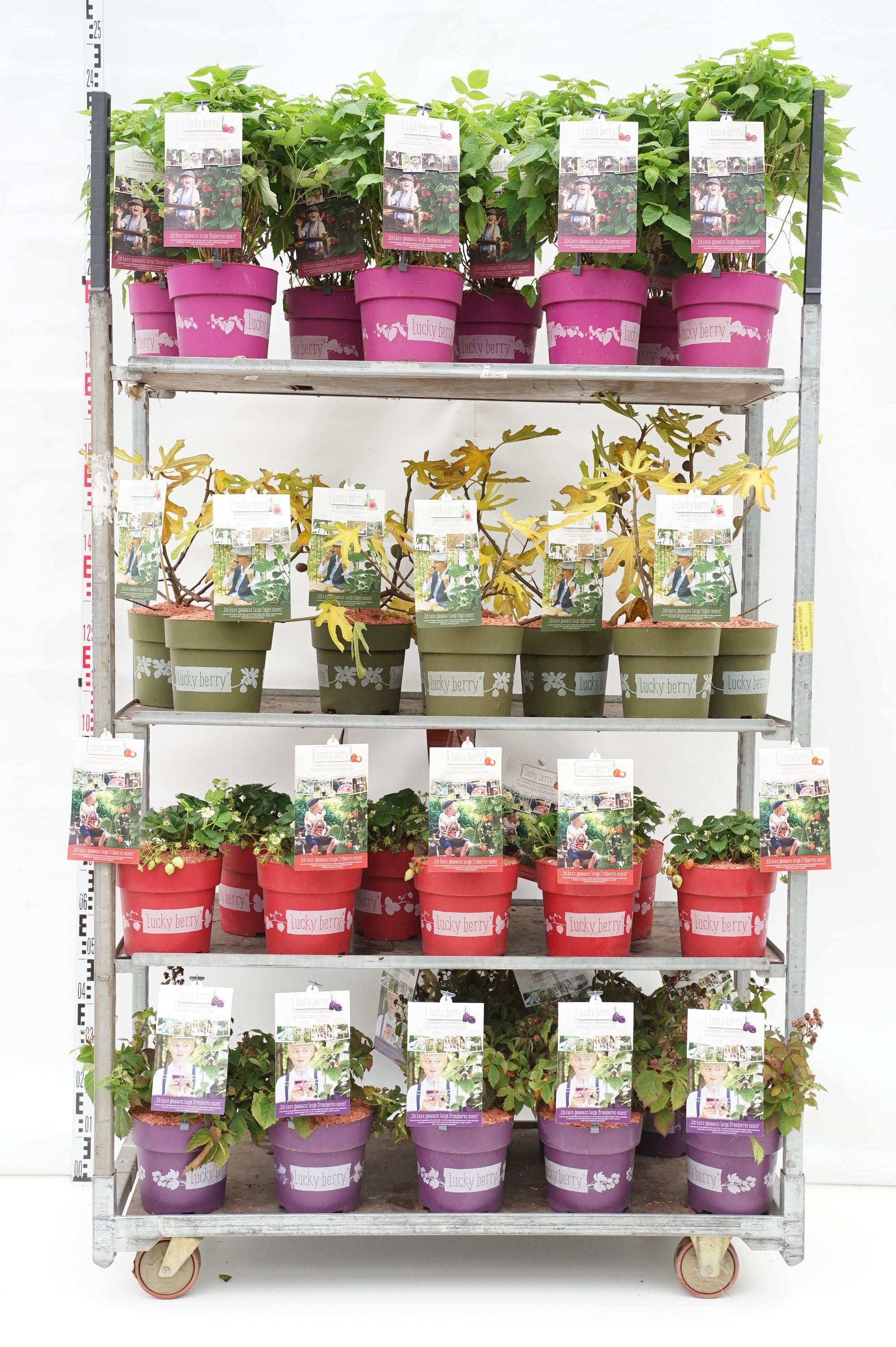 Frukt i sorter (Lucky Berry®) - C5/P23 40-50 CM