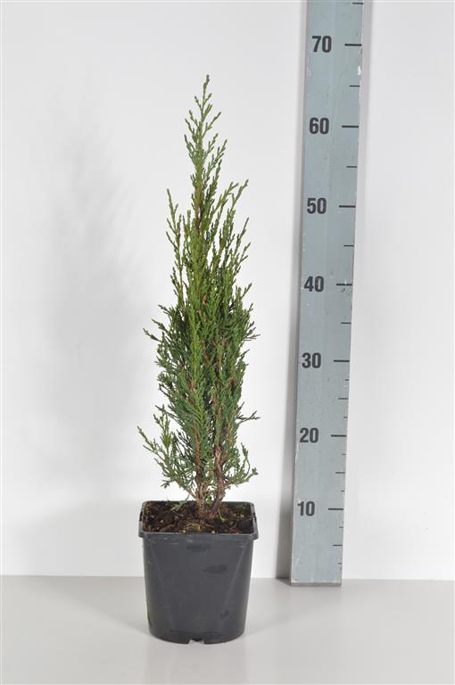 Juniperus scop. &
