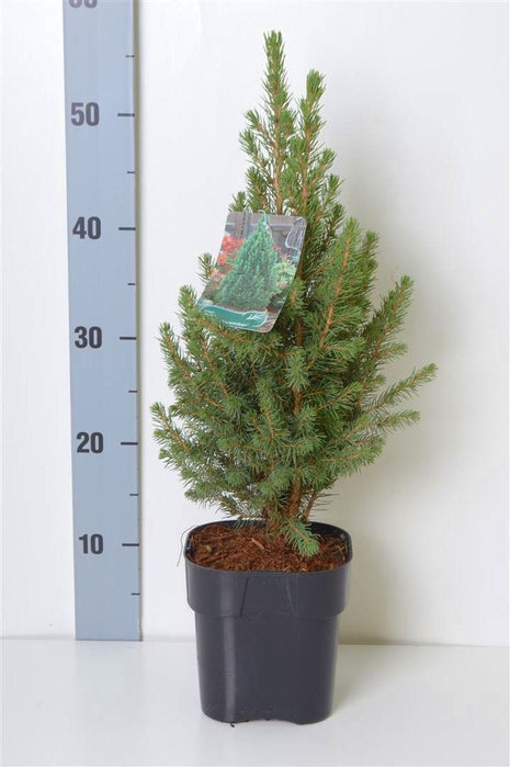 Picea gl. 'Conica December'