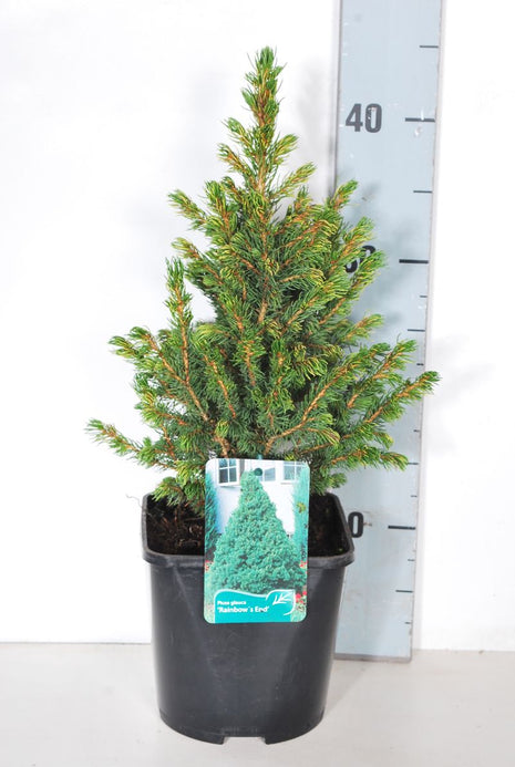 Picea gl. "Sateenkaaren loppu"