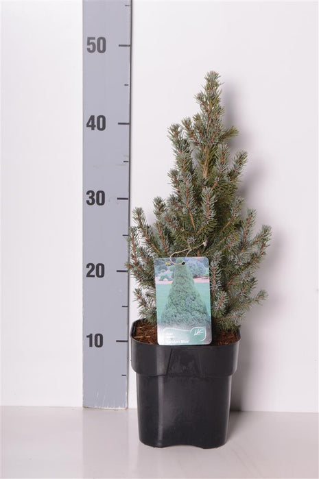 Picea gl. "Sander's Blue"