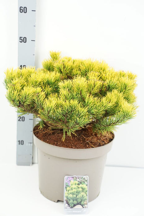 Pinus mugo 'Carsten's Winter Gold'