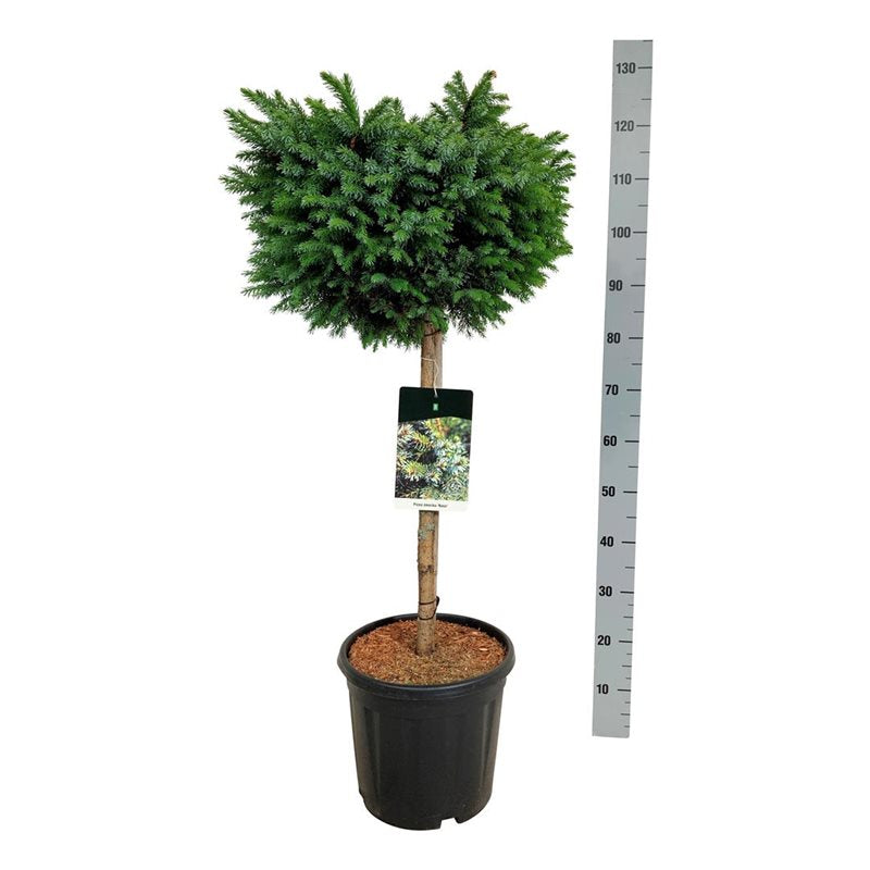 Tall mugo pumilio - C30 70-80 CM